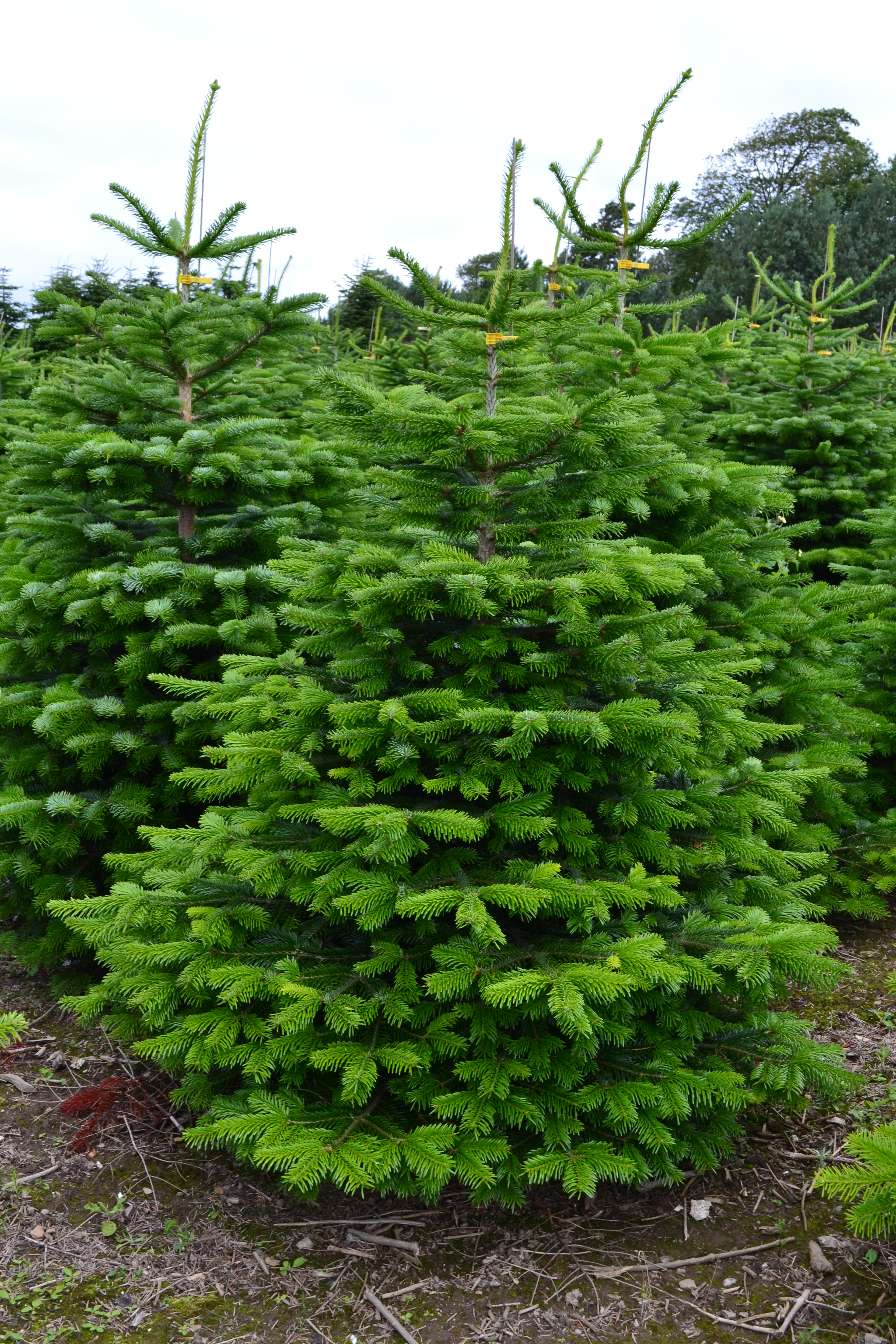 dichtheid Mooie vrouw ik ben slaperig Nordmann kerstboom met Conisch boorgat ook voor standaards met Pin met  Gratis Quicktreefresh • De KerstbomensiteDe Kerstbomensite